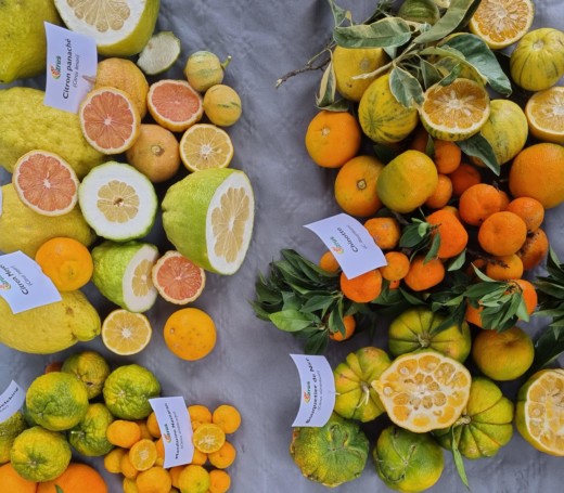 agrumes--clementine--citron--orange
