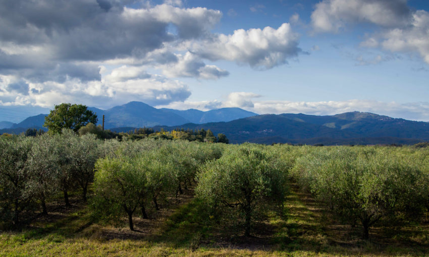 Dégustation des produits du domaine Marquiliani